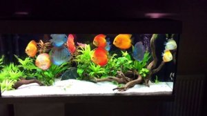 Planted discus tank - Juwel Rio 240L