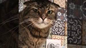 Съел собачий корм ?