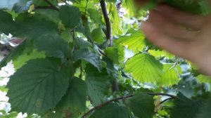 Собираю урожай фундука сорт "шедевр"