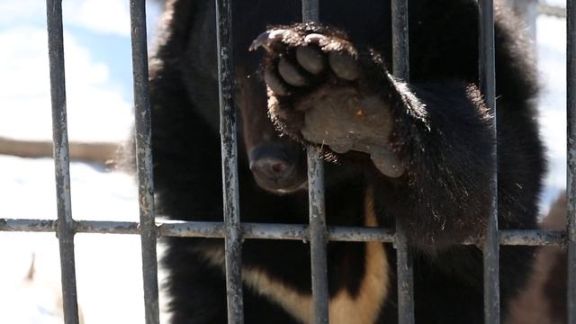 Медведь проснулся после зимней спячки смотреть онлайн