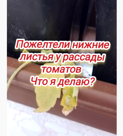 Пожелтели нижние листья у рассады томатов. Что я делаю?