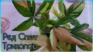 Самый красивый СИНГОНИУМ дорос до формирования?Ред Спот Триколор?Размножение?Укоренение?Посадка