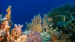 СОКРОВИЩА МОРСКИХ ГЛУБИН - FULL