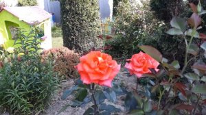 Роза чайно-гибридная Troika