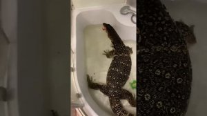 Водяной варан ест большую крысу