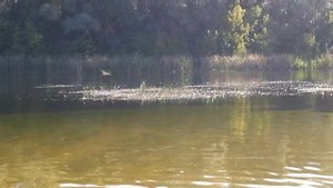 где берет начало река сейм и река Сейм в Курской области