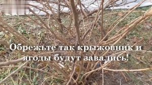 Обрежьте так крыжовник и ягоды будут завались!