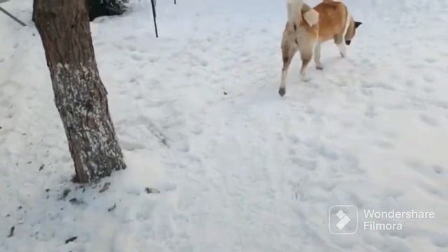 Акитомания! #акитомания #щенки #акита #американскаяакита #puppies # смотреть онлайн