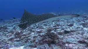 Полёт Души. Релакс (Stive Morgan - Flight of the soul)