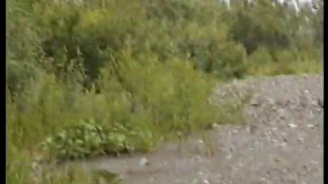 Как нас встретил медведь смотреть онлайн