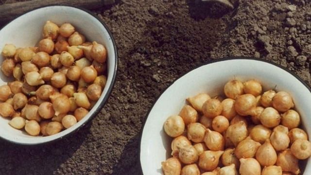 Какой лук можно посадить под зиму??? смотреть онлайн