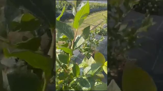 Как растёт голубика в Северной Осетии!