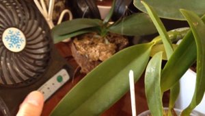 Дела каттлейные и первое домашнее цветение LC Final Blue