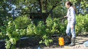 Тля ест смородину - чем обработать кусты