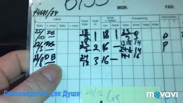 Свиноматка родила много поросят!куда деть лишних?вот что делают у нас на ферме! смотреть онлайн