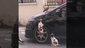 Коты неудачники.