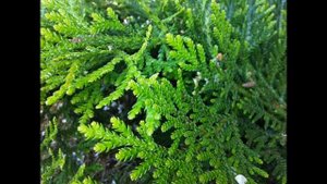 ТУЕВИК  (THUJOPSIS)  сем. Кипарисовые