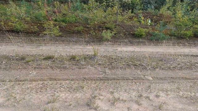 Из грибов - пока что только гру...сть)) 13.09.22, Лемболово