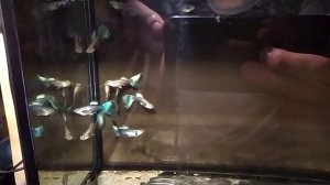 Гуппи, зеленая Москва.