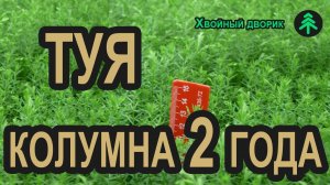Сеянцы туи западной колоновидной Колумна 2-х летка. Как правильно посадить тую?