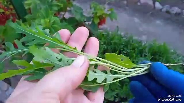Многолетник удобный,неприхотливый,выносливый-руккола дикая