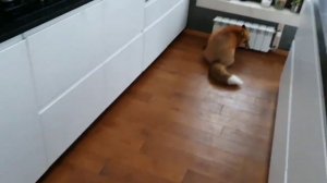 ЛИ СЯО. Алиса - Лиса. Что будет если купить лису?