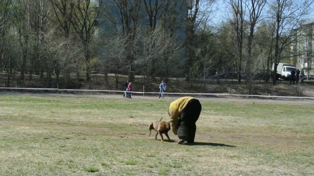 Большой ринг, Вологда
