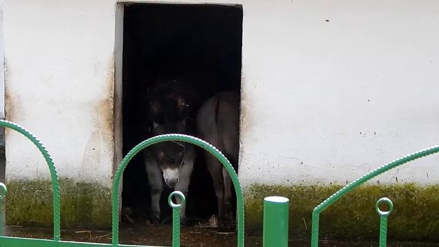 В зоопарке Симферополя смотреть онлайн