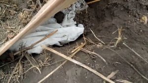 Георгины, закапываю на хранение.