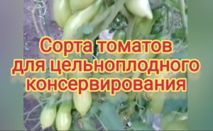 Сорта томатов для цельноплодного консервирования