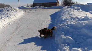 Бар " Голубая устрица" под открытым неб🐕🐕