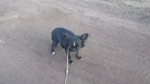 Как приучить чихуахуа к поводку и ринговке? Учим щенка ходить на поводке.