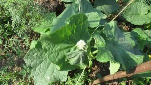 Чем лечить фузариозное увядание огурцов