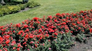 Бордюрная роза - ландшафтный дизайн bordjurnaja rose