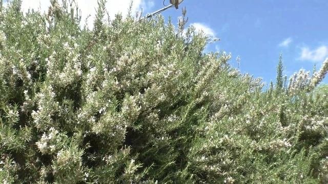 Земляничное дерево/ Arbutus