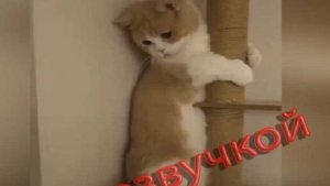 Очень смешные моменты с котами и собаками попавшие на камеру. Веселое видео про животных.Серия 2