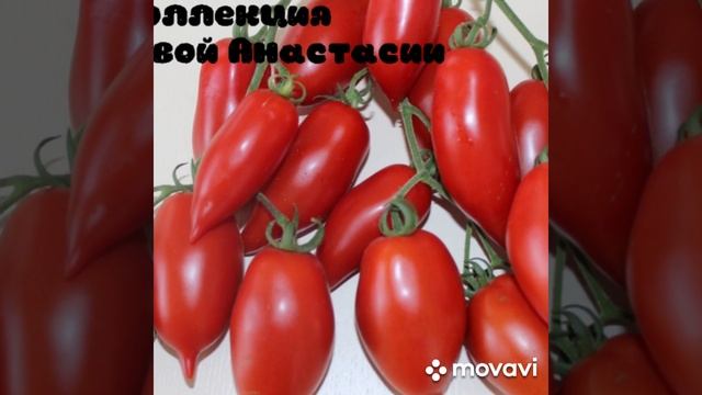 Сорт Томатов ЛЕГЕНДА ТАРАСЕНКО Коллекция Липатовой Анастасии вацап для заказа 8-915-245-81-59 смотреть онлайн