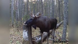 Охота на ЛОСЯ