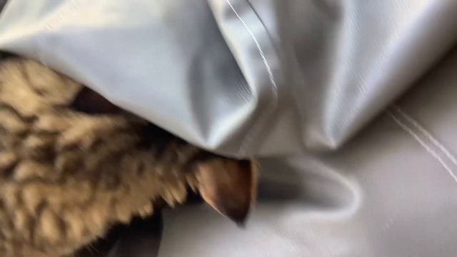 Барта нюхает и лезет под часть пуфика смотреть онлайн