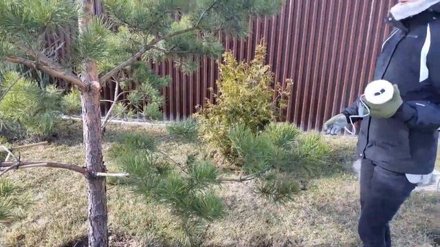 Как сформировать сосну обыкновенную в ниваки смотреть онлайн