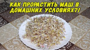 Как прорастить Маш в домашних условиях? Проращиваем МАШ!