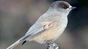 Голоса птиц Как поёт Кукша (Perisoreus infaustus)