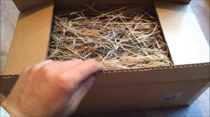 Транспортировка и пересылка улиток почтой.