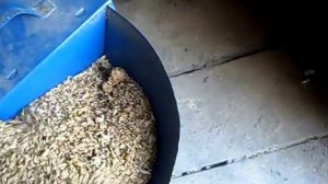 Дробление зерна , для свинки / Grain crushing, for sows