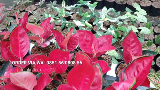 OBRAL AGONEMA RED STARDAS CANTIK DI KEBUN SENDIRI смотреть онлайн