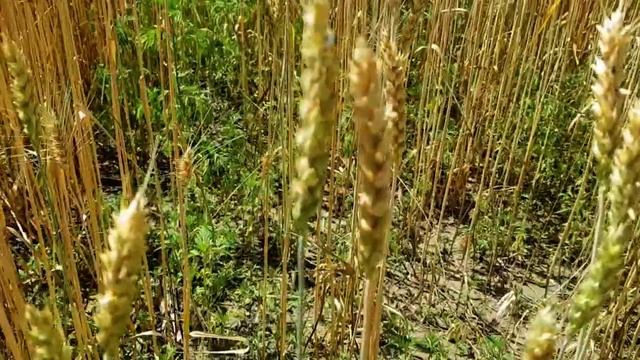 САМВЕЛ АДАМЯН МАМКЕ ПЛОХО ОТ ДЕНЕГ ЗИНЫ. КТО ОБДЕЛАЛ КОВЁР МАКСАКОВОЙ? смотреть онлайн