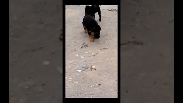 Немец против дворняги смотреть онлайн