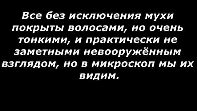 ВИДЕО МИКРОМИР ОБЫКНОВЕННАЯ МУХА смотреть онлайн
