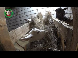 Кормим коз и овец