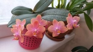 phal. Dusty Belle in bloom___ОРХИДЕЯ Дасти Белль, цветение